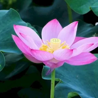 Lotus Root
